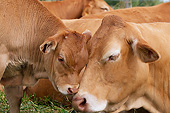 COW 02 JE0020 01
Close-Up Of Limousine Cow And Calf Nuzzling In Pasture