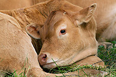 COW 02 JE0021 01
Close-Up Of Limousine Calf Resting In Pasture