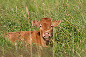 COW 02 JE0022 01
Limousine Calf Resting In Tall Grass