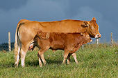 COW 02 JE0023 01
Limousine Cow And Calf Standing In Pasture With Stormy Sky