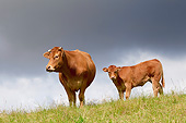 COW 02 JE0024 01
Limousine Cow And Calf Standing In Pasture With Stormy Sky