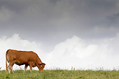 COW 02 JE0025 01
Limousine Cow Grazing In Pasture With Stormy Sky