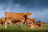 COW 02 JE0026 01
Limousine Cows Grazing In Pasture With Stormy Sky