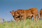 COW 02 JE0027 01
Limousine Calves Standing In Pasture
