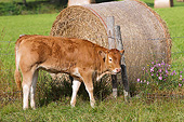 COW 02 JE0028 01
Limousine Calf Grazing In Pasture Near Hay Bale And Pink Flowers