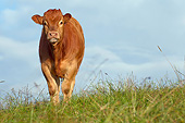 COW 02 JE0029 01
Young Limousine Cow Standing In Pasture
