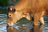 COW 02 JE0030 01
Close-Up Of Limousine Cow Drinking From Stream