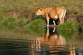 COW 02 JE0031 01
Limousine Cow Standing At Edge Of Stream