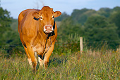 COW 02 JE0032 01
Limousine Cow Standing In Pasture
