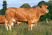 COW 02 JE0033 01
Limousine Cows Standing In Pasture