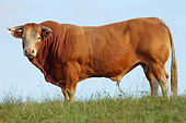 COW 02 JE0034 01
Limousine Bull Standing In Pasture