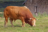COW 02 JE0035 01
Limousine Bull Grazing In Pasture