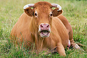 COW 02 JE0036 01
Limousine Cow Resting In Pasture