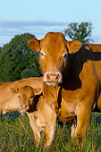 COW 02 JE0037 01
Portrait Of Limousine Cow And Calf Standing In Pasture
