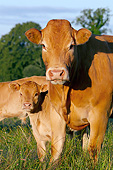 COW 02 JE0038 01
Portrait Of Limousine Cow And Calf Standing In Pasture