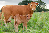 COW 02 JE0039 01
Portrait Of Limousine Cow And Calf Standing In Pasture