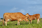 COW 02 JE0040 01
Limousine Cow And Calf Nuzzling In Pasture