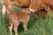 COW 02 JE0041 01
Limousine Cow Cleaning Calf In Pasture