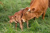 COW 02 JE0042 01
Limousine Cow Nuzzling Calf In Pasture
