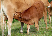 COW 02 JE0043 01
Limousine Calf Nursing In Pasture