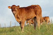 COW 02 JE0044 01
Young Limousine Cow Standing In Pasture