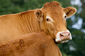 COW 02 JE0045 01
Close-Up Of Limousine Cow Standing Near Calf In Pasture