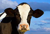 COW 02 KH0027 01
Close-Up Of Calf Standing In Meadow