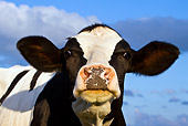COW 02 KH0028 01
Close-Up Of Calf Standing In Meadow