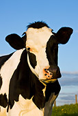 COW 02 KH0029 01
Close-Up Of Calf Standing In Meadow