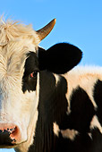 COW 02 KH0030 01
Close-Up Of Calf Standing In Meadow