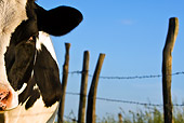COW 02 KH0031 01
Close-Up Of Calf Standing In Meadow With Barbed Wire Fence
