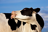 COW 02 KH0032 01
Close-Up Of Calf Standing In Meadow Licking Back