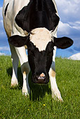 COW 02 KH0033 01
Close-Up Of Calf Grazing In Meadow Licking Back
