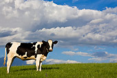 COW 02 KH0035 01
Calf Standing In Meadow Profile