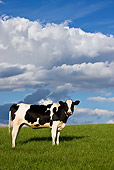 COW 02 KH0036 01
Calf Standing In Meadow Profile