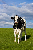 COW 02 KH0037 01
Calf Standing In Meadow