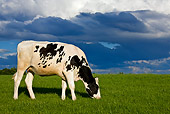 COW 02 KH0039 01
Cow Grazing In Meadow Profile