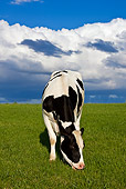 COW 02 KH0040 01
Calf Grazing In Meadow