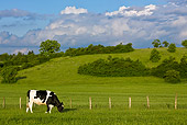 COW 02 KH0041 01
Calf Grazing In Meadow Profile