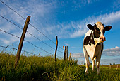COW 02 KH0043 01
Calf Standing In Meadow
