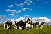 COW 02 KH0045 01
Herd Of Holstein Cows Grazing In Meadow