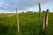 COW 02 KH0046 01
Herd Of Holstein Cows Grazing In Meadow