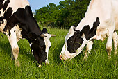 COW 02 KH0047 01
Close-Up Of Two Holstein Cows Grazing In Meadow