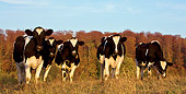 COW 02 KH0049 01
Group Of Holstein Cows Standing In Pasture In Autumn