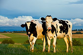 COW 02 KH0050 01
Two Holstein Cows Standing In Pasture