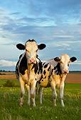 COW 02 KH0051 01
Two Holstein Cows Standing In Pasture