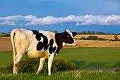 COW 02 KH0052 01
Holstein Cow Standing In Pasture