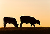COW 02 KH0054 01
Two Holstein Cows Walking In Pasture At Sunset