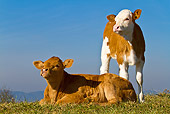 COW 02 KH0056 01
Two Simmental Calves Standing And Laying In Pasture