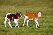 COW 02 KH0063 01
Holstein And Simmental Calves Running In Pasture